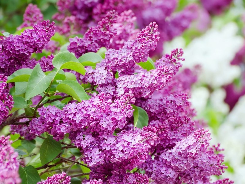 Сирень обыкновенная (лат. Syringa vulgaris) – знакомый всем высокий кустарник, цветущий в конце весны, нетребователен к климатическим условиям, зимостоек, не растет на заболоченной местности и на почвах с высоким уровнем кислотности. Другие популярные виды Сирени: • Сирень китайская (лат. Syringa chinensis) • Сирень венгерская (лат. Syringa josikaea) • Сирень Мейера (лат. Syringa meyeri)