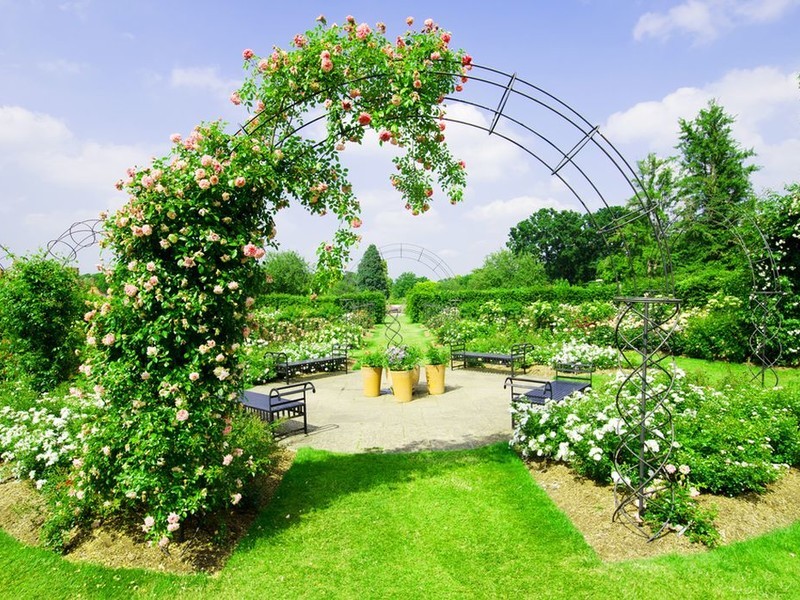 Цветущее вьющиеся растения на арке - особый элемент, придающий любому саду романтики и некоторой сказочности.