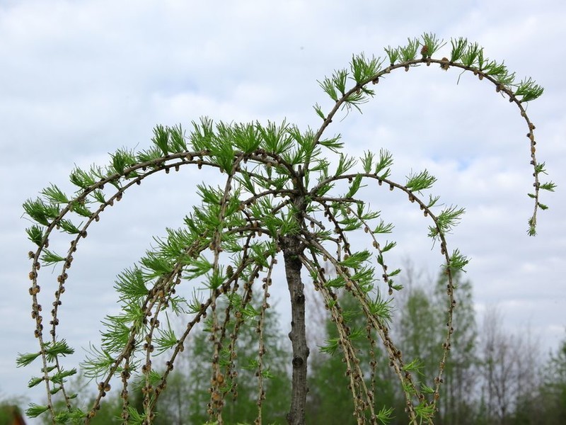 Лиственница европейская (Larix decidua) – хвойное дерево до 40 м, неприхотливо, но плохо переносит жару, единственное в своем роде с опадающей осенью хвоей, и надо сказать, что аллеи из лиственниц осенью – это завораживающее зрелище. Другие популярные виды Лиственницы: • Лиственница сибирская (лат. Larix sibirica) • Лиственница японская (лат. Larix kaempferi)