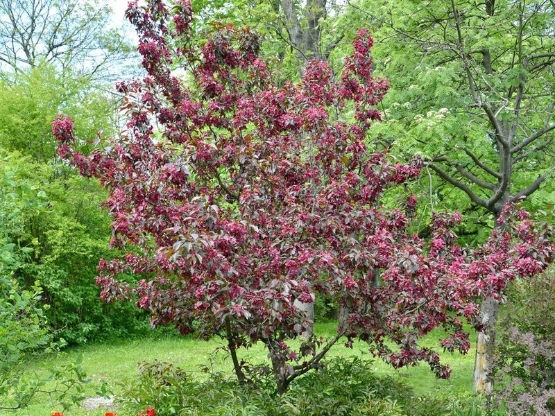 Яблоня пурпурная (лат. Malus рurpurea) – красивое дерево с мелкими плодами яркого красноного оттенка и с такого же цвета листочками, обладает особой декоративностью во время цветения, прекрасно подходит для нашей полосы, нетребовательна и заслуживает особого внимания. Другие популярные виды Яблони: • Яблоня Недзвецкого (лат. Malus niedzwetskyana) • Яблоня Саржента (лат. Malus sargentii) • Яблоня маньжурская (лат. Malus manshuriса) • Яблоня замечательная (лат. Malus spectabilis)