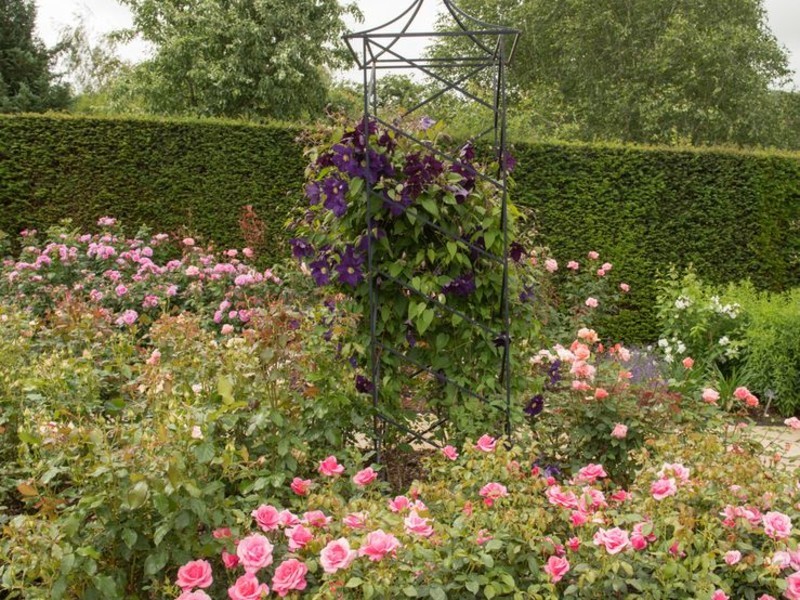 Садовые обелиски, увитые лианами – прекрасный акцент в цветнике, добавляющий шарма и лоска саду.