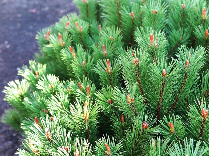 Сосна горная (лат. Pinus mugo) – вечнозеленое растение, малотребовательное и подходит для разных климатических условий, органично смотрится в азиатских садах, а также в отдельных композициях: рокариях, миксбордерах и т.д. Другие популярные виды Сосны: • Сосна кедровая, или Сосна сибирская (лат. Pinus sibirica) • Сосна густоцветковая (лат. Pinus densiflora) • Сосна Гельдрейха, или Сосна боснийская (лат. Pinus heldreichi) • Сосна черная (лат. Pinus nigra) • Сосна веймутова  (лат. Pinus strobus) • Сосна обыкновенная (лат. Pinus sylvestris)