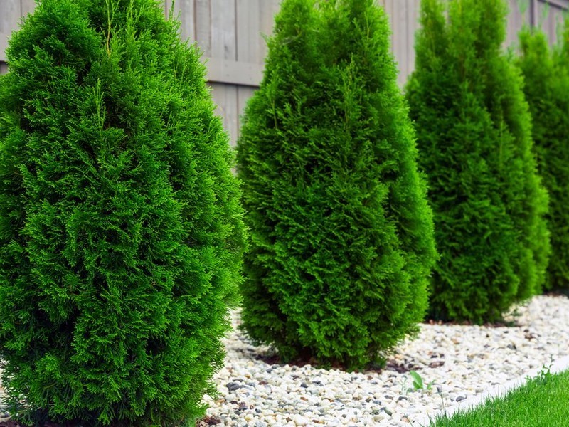 Туя западная (лат. Thuja occidentalis) – так полюбилась ландшафтными дизайнерами благодаря своей нетребовательности к условиям произрастания, а также красивой формы кроны. Еще один популярный вид Туи - Туя складчатая (лат. Thuja plicata)