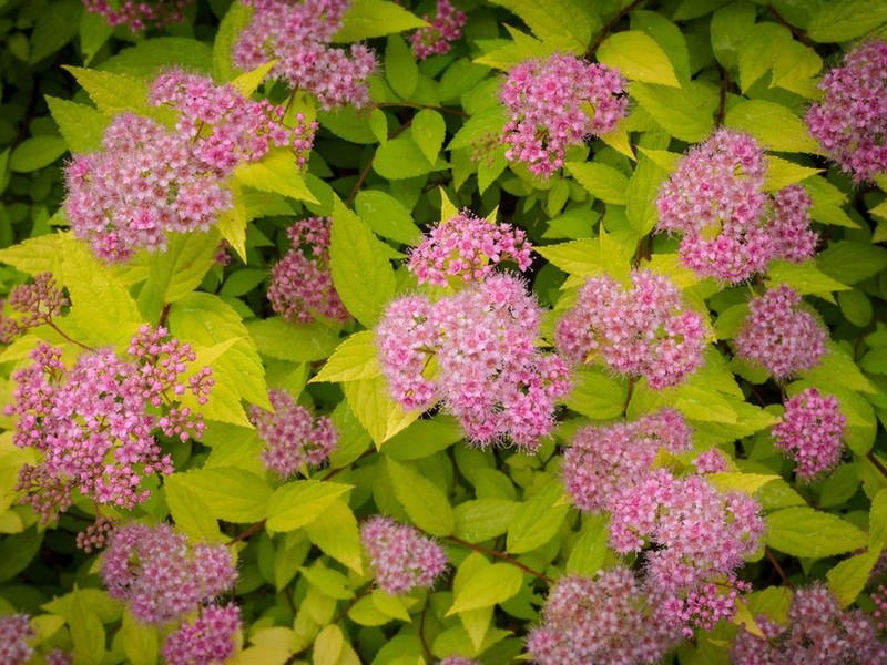 Спирея японская (лат. Spiraea japonica) – красивоцветущий листопадный кустарник шаровидной формы, высотой до 1,5 м, хорошо поддающийся обрезке и нетребовательный к условиям произрастания. Другие популярные виды Спиреи: • Спирея березолистная (лат. Spiraea betulifolia) • Спирея густоцветковая (лат. Spiraea densiflora) • Спирея ниппонская (лат. Spiraea nipponica) • Спирея Тунберга (лат. Spiraea Thunbergii) • Спирея Вангутта лат. (Spiraea Vanhouttei) • Спирея трехлопостная (лат. Spiraea trilobata)