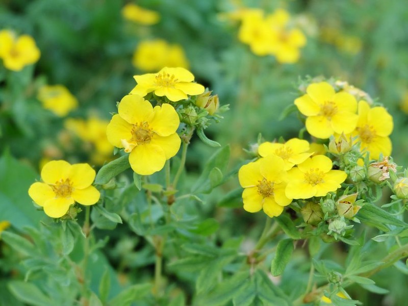 Лапчатка кустарниковая, или Курильский чай (лат. Potentilla fruticosa) – красивоцветущий кустарник, с преобладанием сортов с цветками желтого цвета, цветение происходит продолжительный период, растение компактное, зимостойкое, нетребовательное, весьма декоративно.