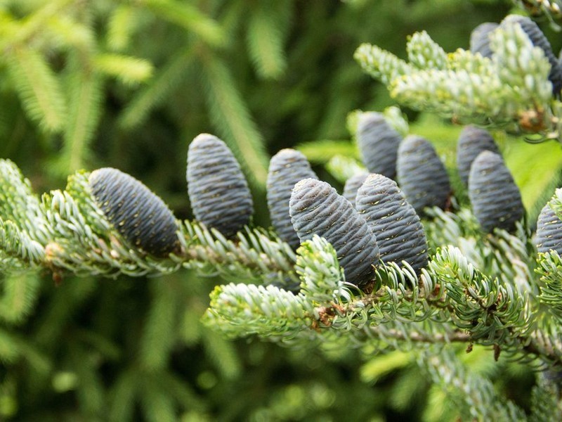 Пихта корейская ( лат. Abies koreana) – неприхотливое растение с мягкими нежно-зелеными хвонками. Другие популярные виды Пихты: • Пихта бальзамическая (лат. Abies balsamea) • Пихта одноцветная (лат. Abies concolor) • Пихта сибирская (лат. Abies sibirica)