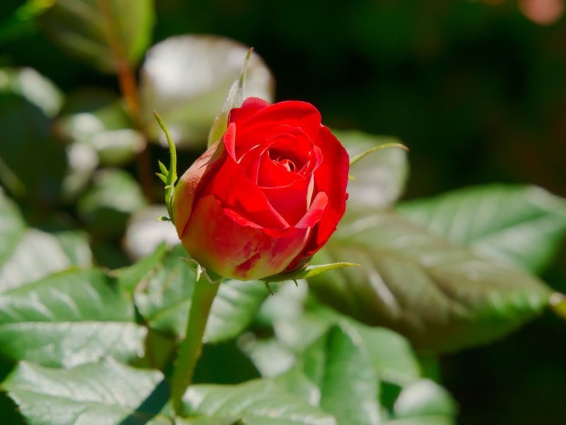 Чайно-гибридные розы (англ. Hybrid Tea) -  класс сортов роз, отличающийся высоким качеством и длительностью цветения, устойчивостью к неблагоприятным условиям, при этом эти цветы требуют ухода в виде полива, обработки от вредителей, укрытия на зиму, обрезки и наличия органики в почве, лучше всего подойдут для украшения клумбы. Популярные сорта Чайно-гибридных роз: • Американ Прайд (American Pride) • Дабл Делайт (Double Delight) • Дам де Кёр (Dame de Couer) • Лаки Пис (Lucky Piece) • Мистер Линкольн (Mr Lincoln) • Голден Мастерпис (Golden Masterpiece)