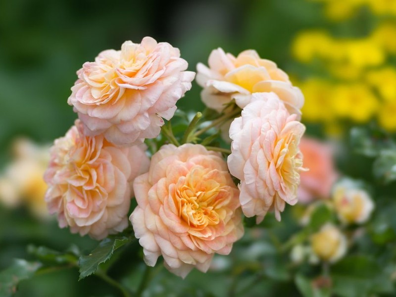 Флорибунда  (англ. Floribunda) – невероятно красивый класс сортов роз, высотой от 40 см до 1 м (и выше), с соцветиями разных насыщенных красок, а для обильного цветения растения требуют тщательного ухода и внимания. Популярные сорта роз Флорибунда: • Кимоно (Kimono) • Nina Weibull (Нина Вейбул) • Румба (Rumba) • Анимо (Animo) • Дойче Велле (Deutsche Welle) • Фрезия (Friesia)