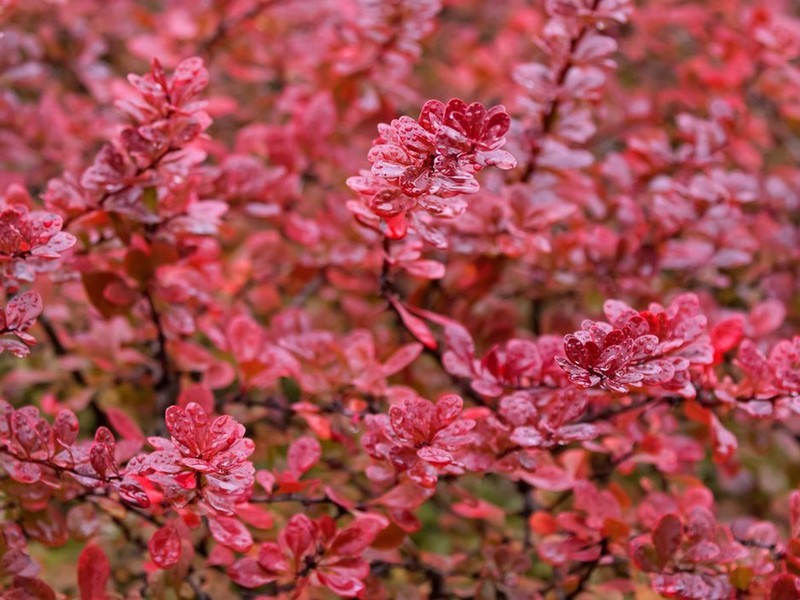 Барбарис Тунберга (лат. Berberis vulgaris) – декоративно-лиственный кустарник, сортовые виды которого, имеют окраску листвы от желтого до ярко-красного, морозоустойчив, хорошо переносит загазованность воздуха, подходит для создания живой изгороди. Другие популярные виды Барбариса: • Барбарис оттавский (лат. Berberis ottawensis) • Барбарис средний (лат. Berberis media) • Барбарис корейский (лат. Berberis koreana) • Барбарис обыкновенный (лат. Berberis vulgaris)